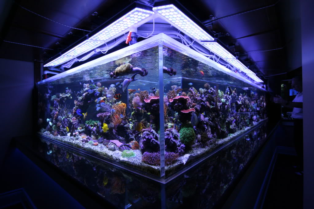 Reef Aquarium Coral Tank from Canada (1350gal Display Tank)