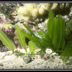 Caulerpa taxifolia  