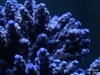 reef-aquarium-lighting