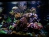 led-reef-aquarium-tank