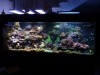 reef-aquarium