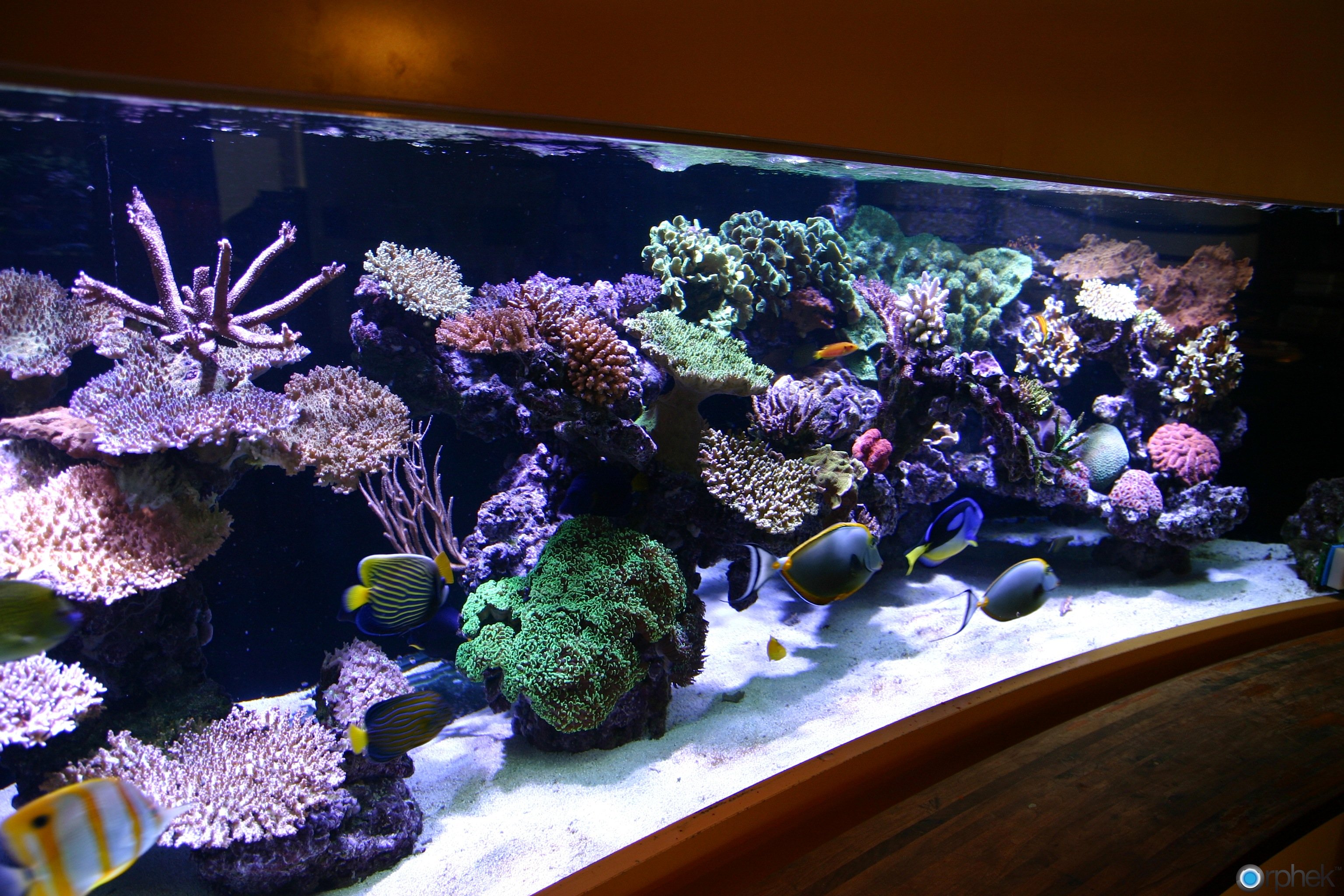 Reef Aquarium - Your guide to a thriving reef