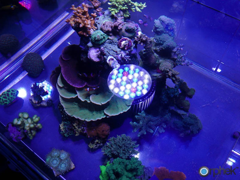 imgp1242corals-pr72-orphek-aquarium-led-lightingcorals-pr72-orphek-aquarium-led-lighting