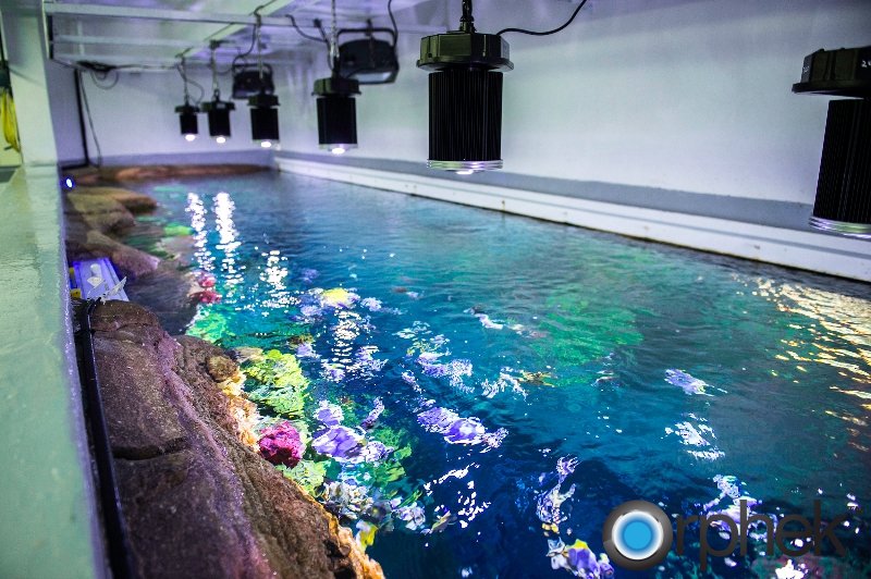 Dubai Burj Al Arab Hotel Aquarium - Orphek DIF-100 LED Light