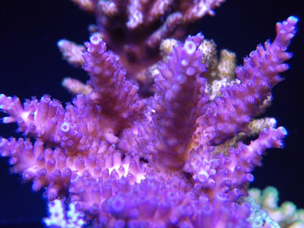 corals LED aquarium lighting