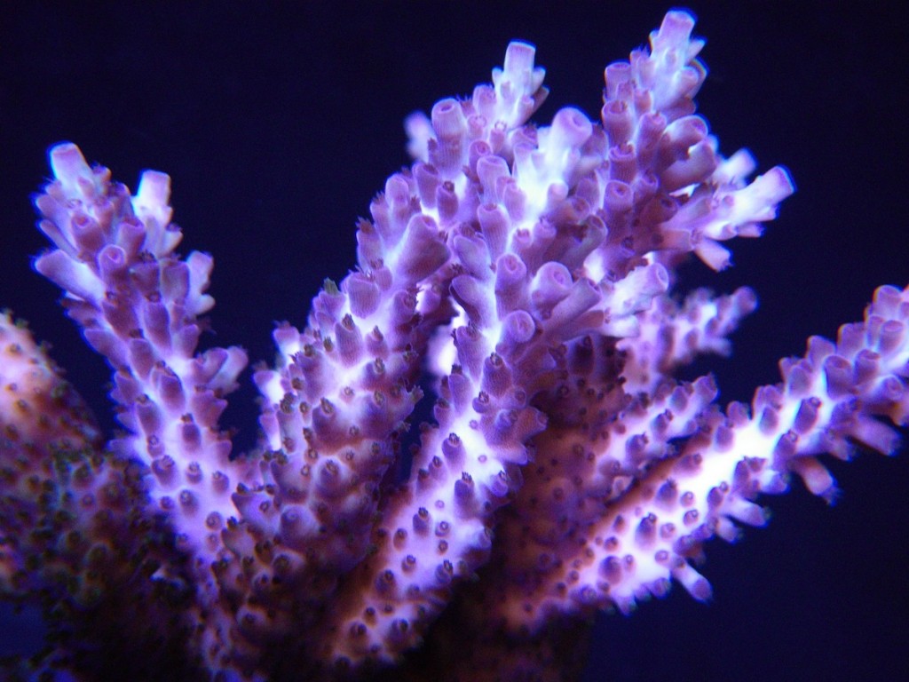 Corals Aquarium LED light