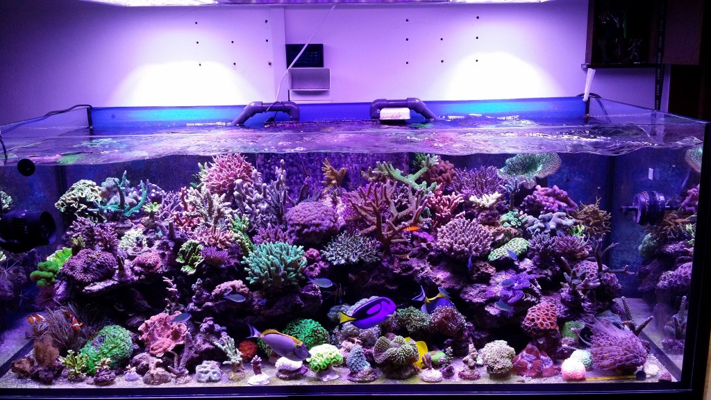 Aquarium LED Lights 1024x576 - This tank is truly beautiful