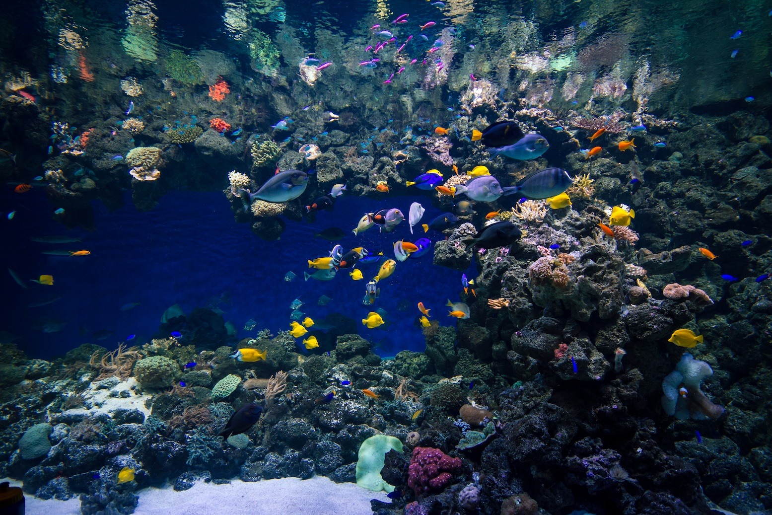 gallery marine reef aquarium photos