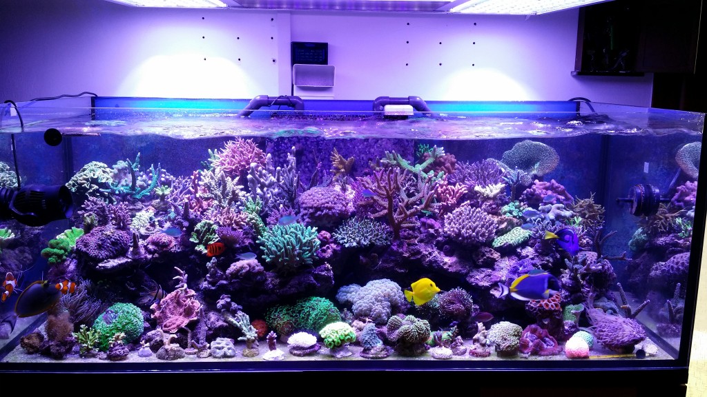 LED Aquarium Lighting Orphek Atlantik 1024x576 - This tank is truly beautiful