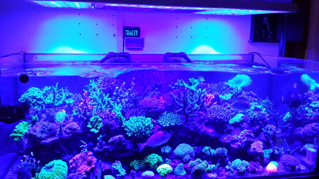 aquarium LED lights moonlight 1024x576 - This tank is truly beautiful