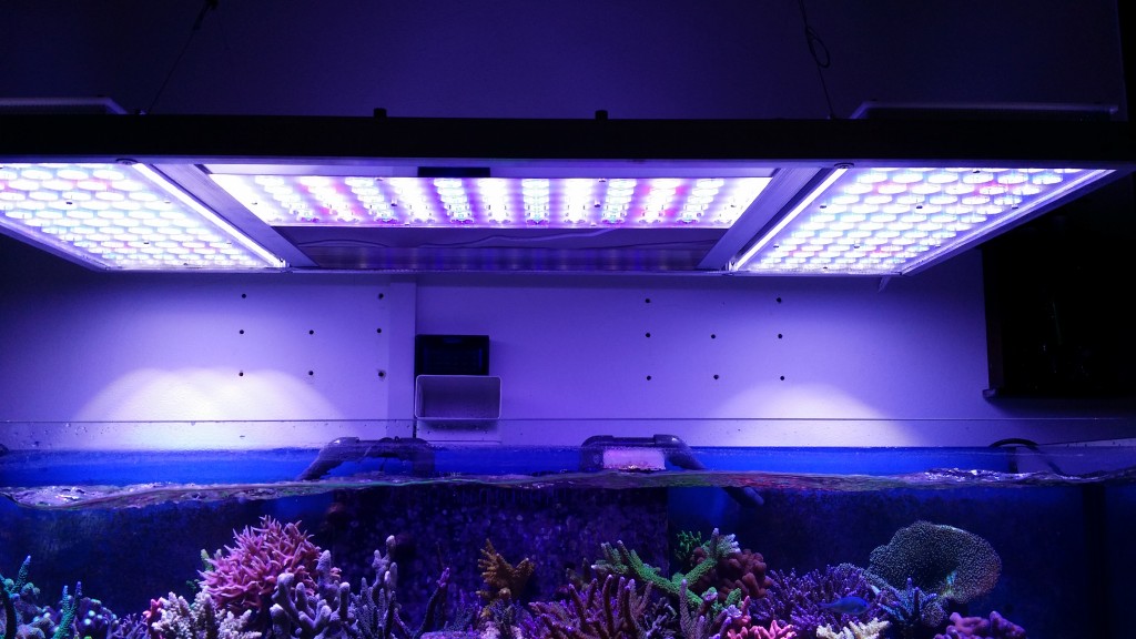 fixture LED reef lighting 1024x576 - This tank is truly beautiful
