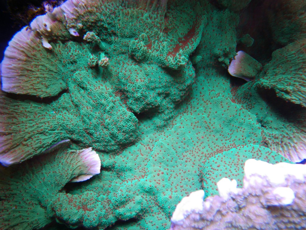 Green-coral-aqurium-led-lighting