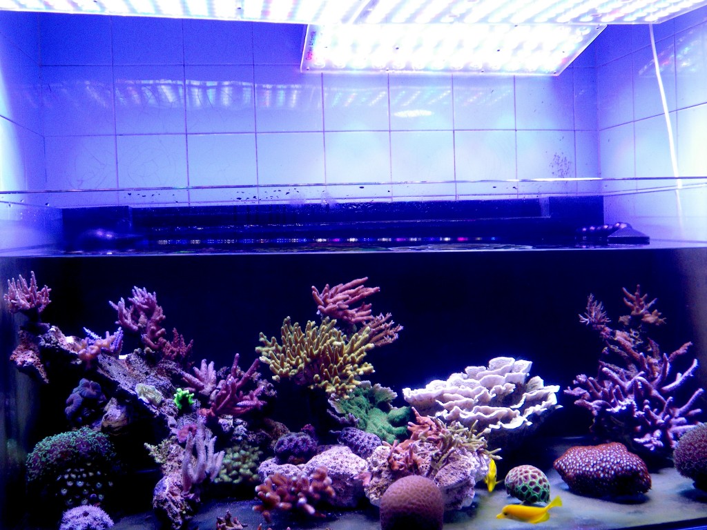acclimating-your-aquarium-to-led-lighting