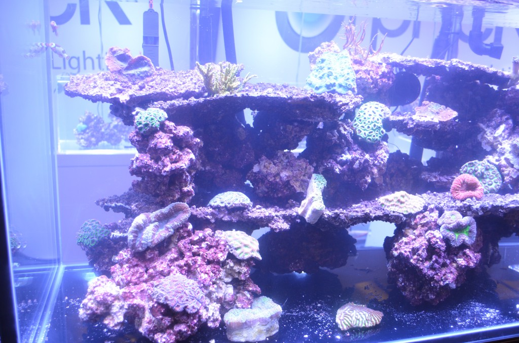 corals under Atlantik v2-1 orphek macna 2014