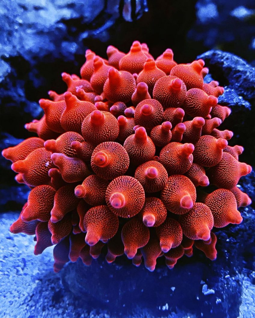 red__color_bubble_tip_anemone