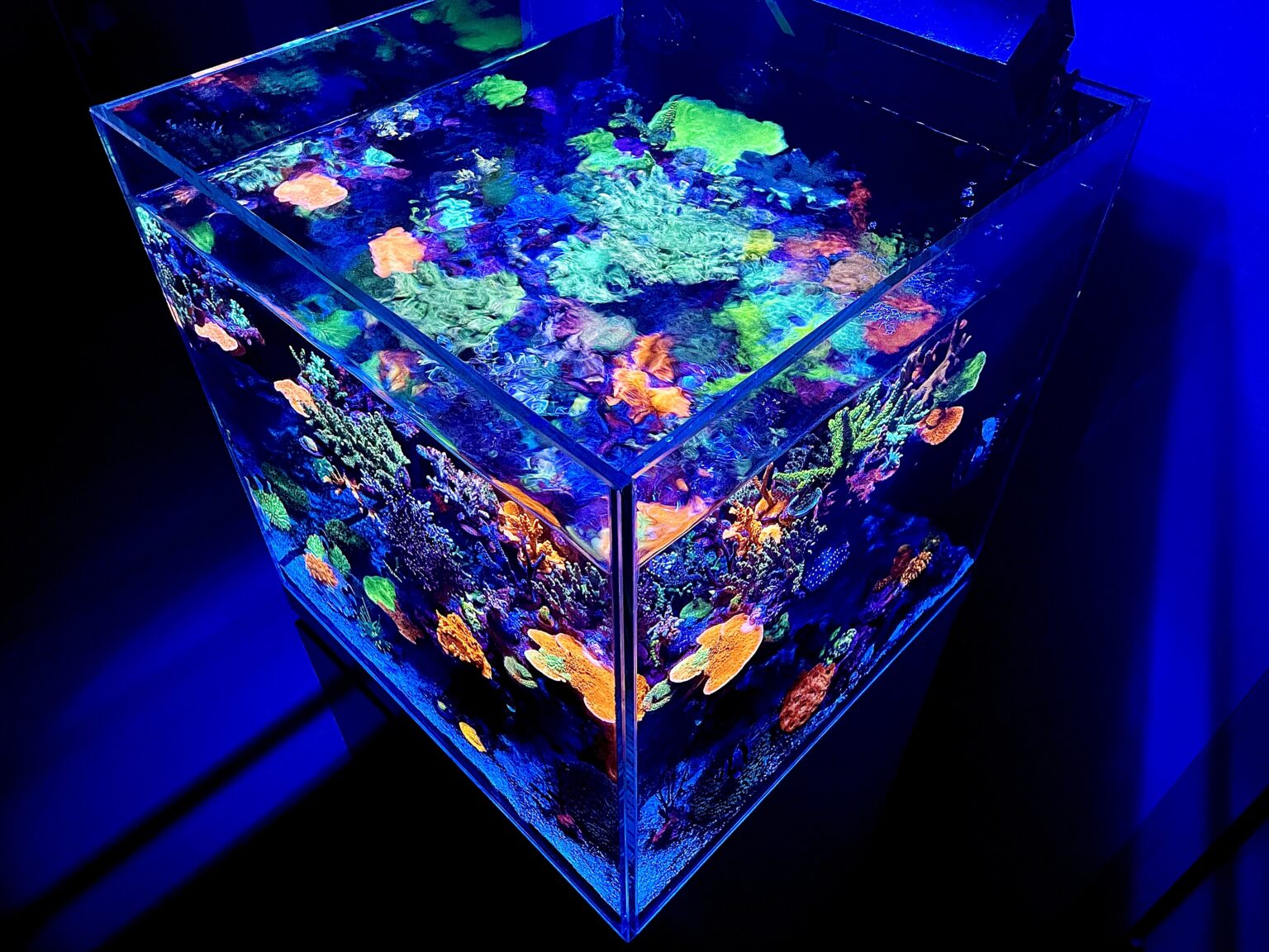 Amazing Cube Reef Tank Lighted By Atlantik Compact Orphek