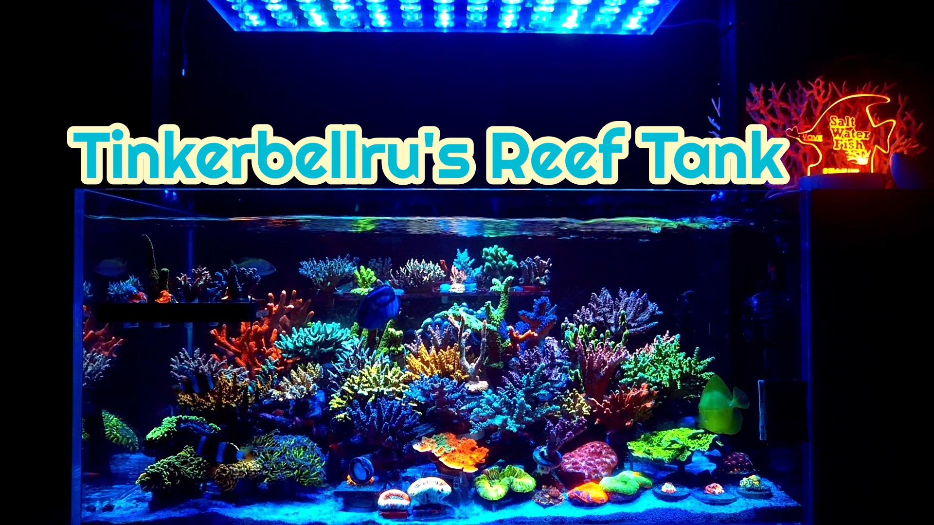 プロテインスキマー　Reef Liveリーフライブ　Inspire500 LSS Laboratory