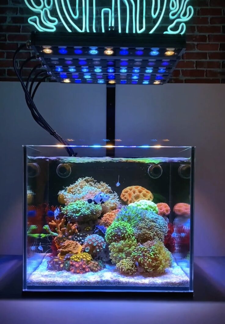 Nano_aquarium_with_Orphek_OR4-iCon_reef_led_Bars
