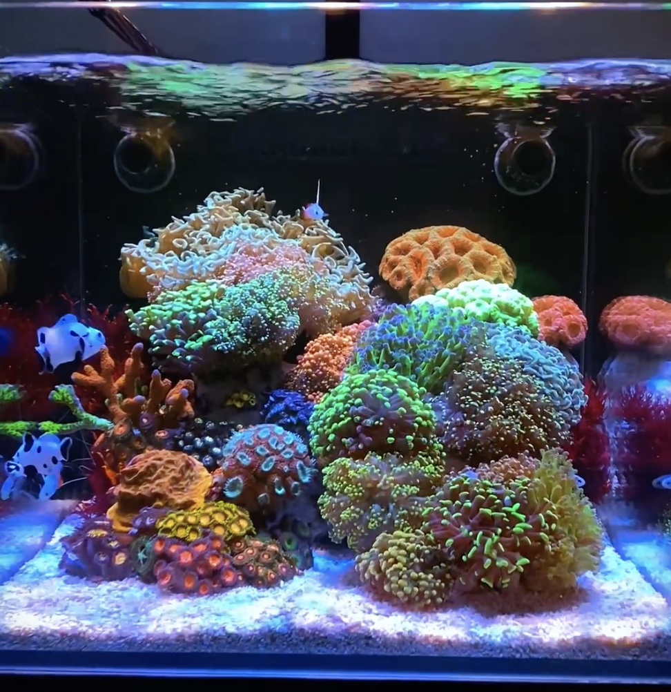 coral_color_pop_with_OR4_30_iCon_LED_Bars_for_nano_aquariums