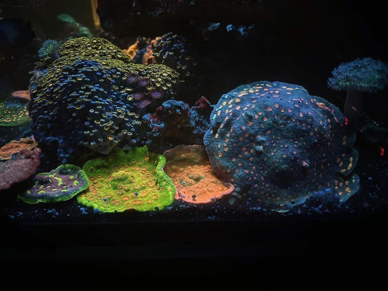 24K_Leptoseris_coral_growth_under_Atlantik_iCon_and_OR_LED_Bars