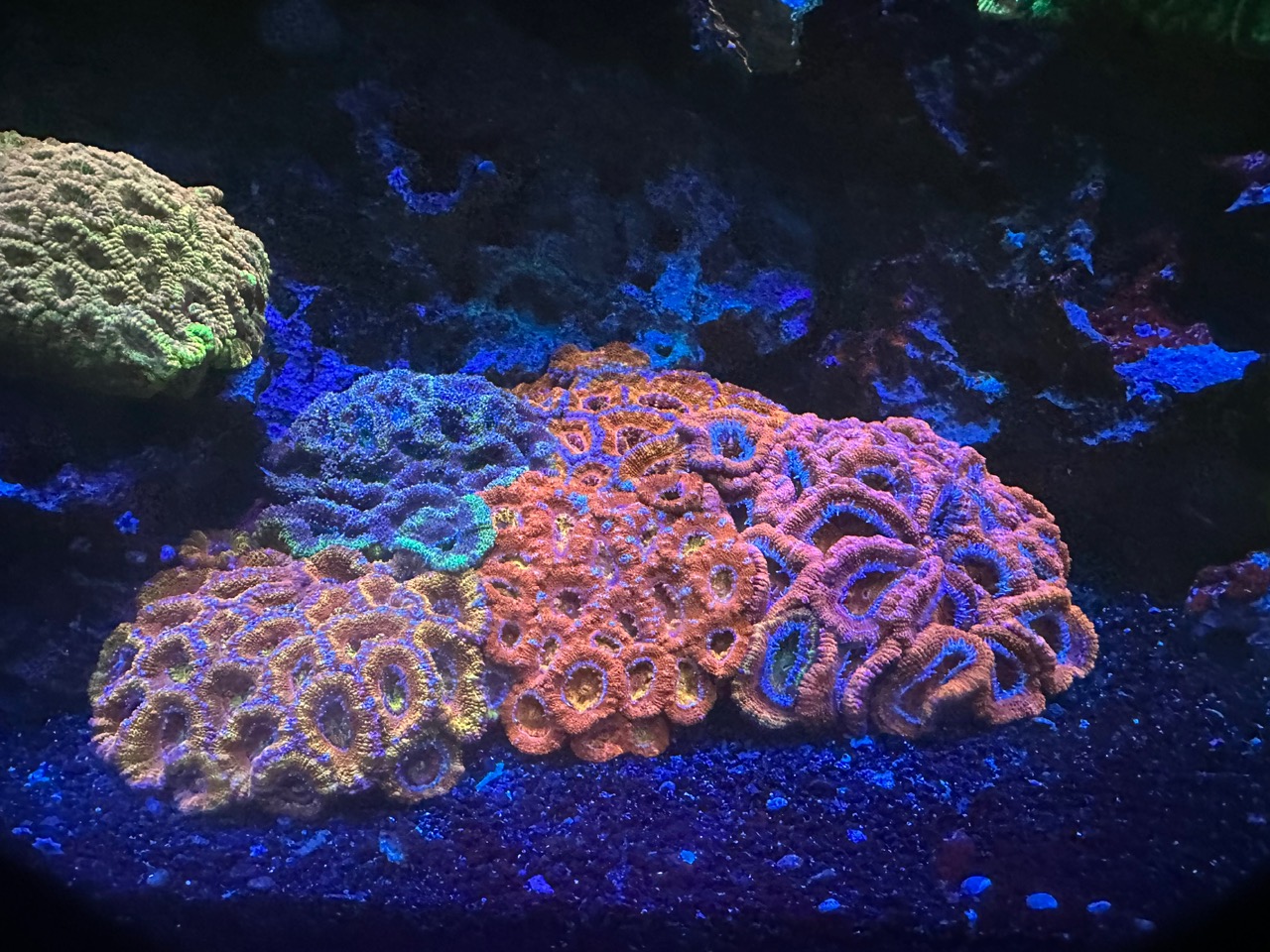 Acanthastrea_Acan-Lords_under_Atlantik_iCon_and_OR_LED_Bars