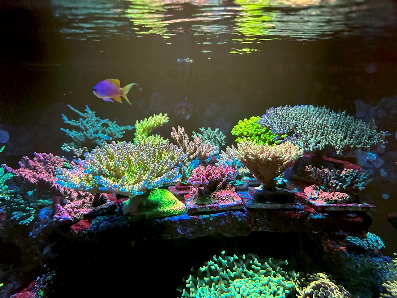 Beautiful_SPS_and_LPS-Corals_under_OR-LED_Bars_and_Atlantik_iCon
