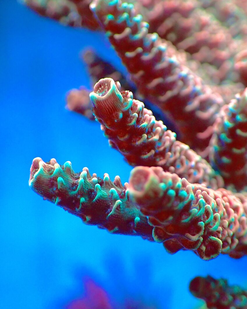 Coral_pop_up_color_under_Atlantik_iCon_OR4_LED_BARS