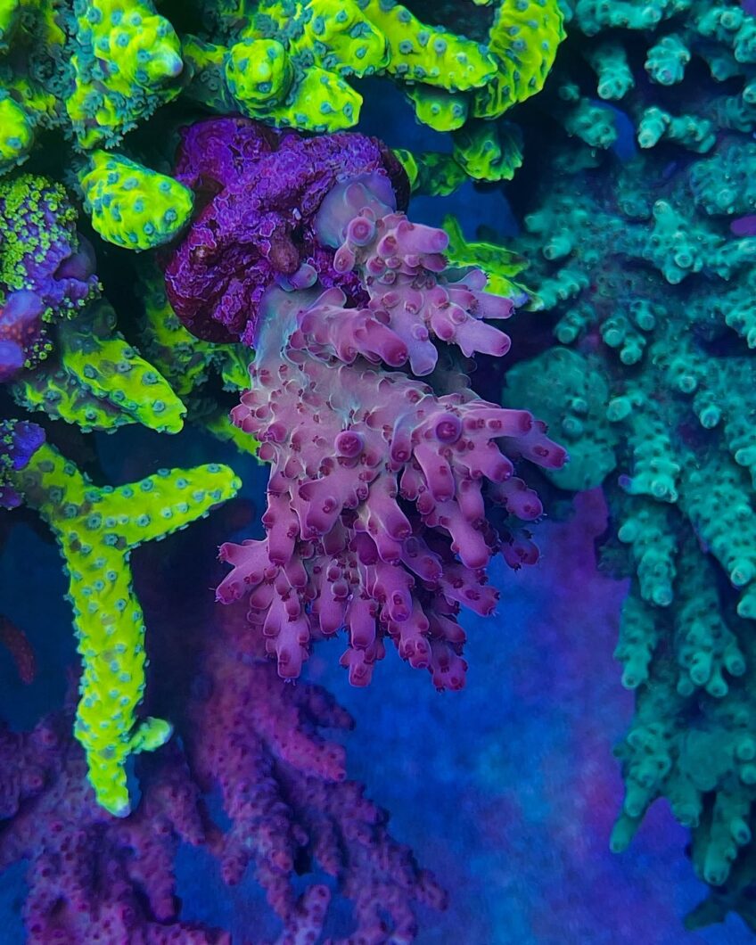 Coral_pop_up_color_under_OR4_LED_Bar_Atlantik_iCon
