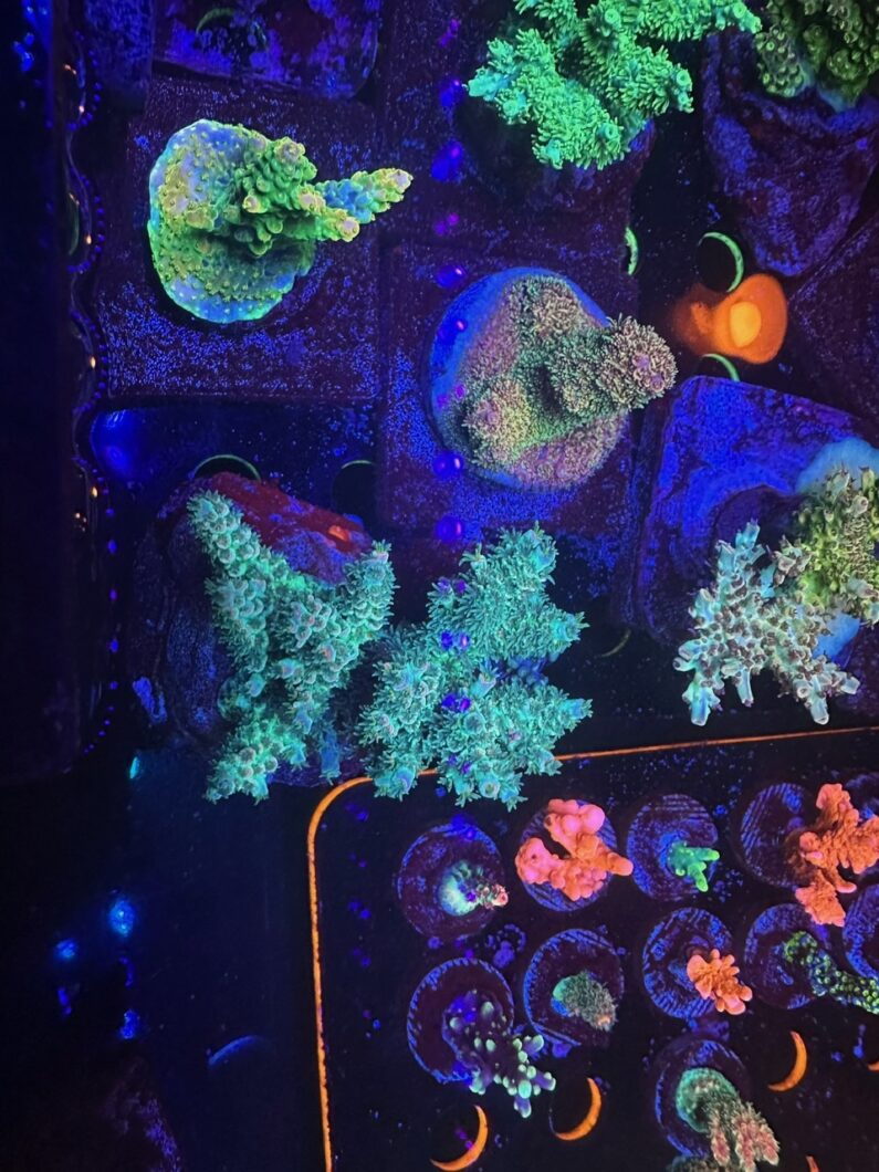 Frag_Corals_Orphek_OR_LED-Bars
