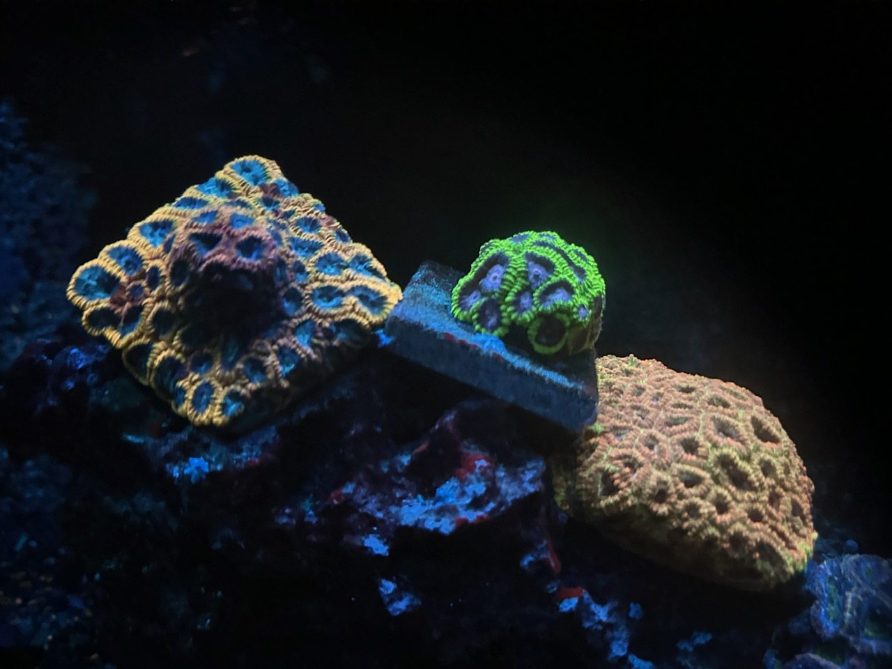 blue_coral_under_Atlantik_iCon