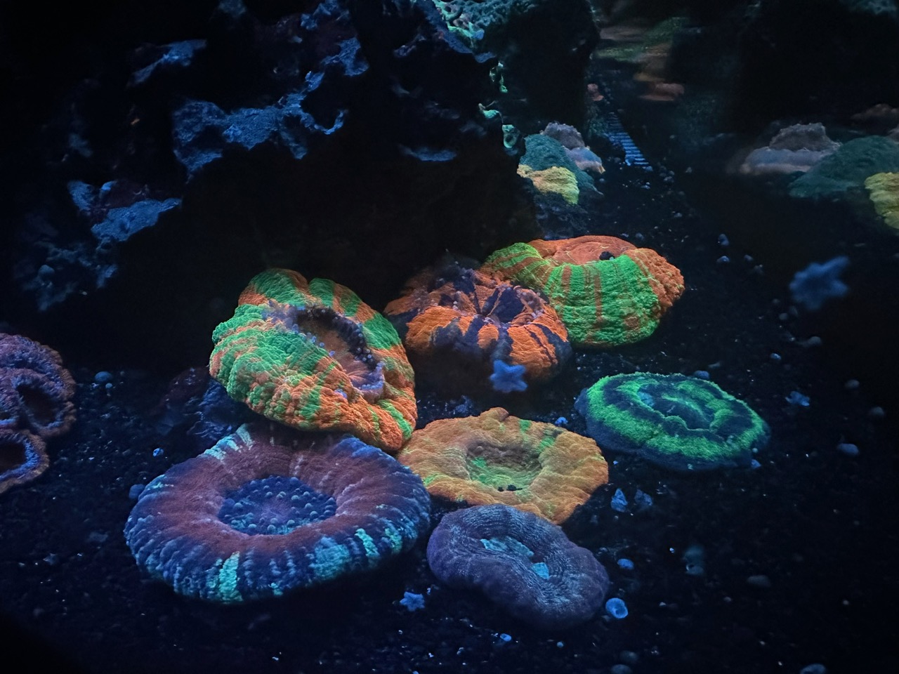 color_pop_coral_fluorescence_Atlantik_iCon