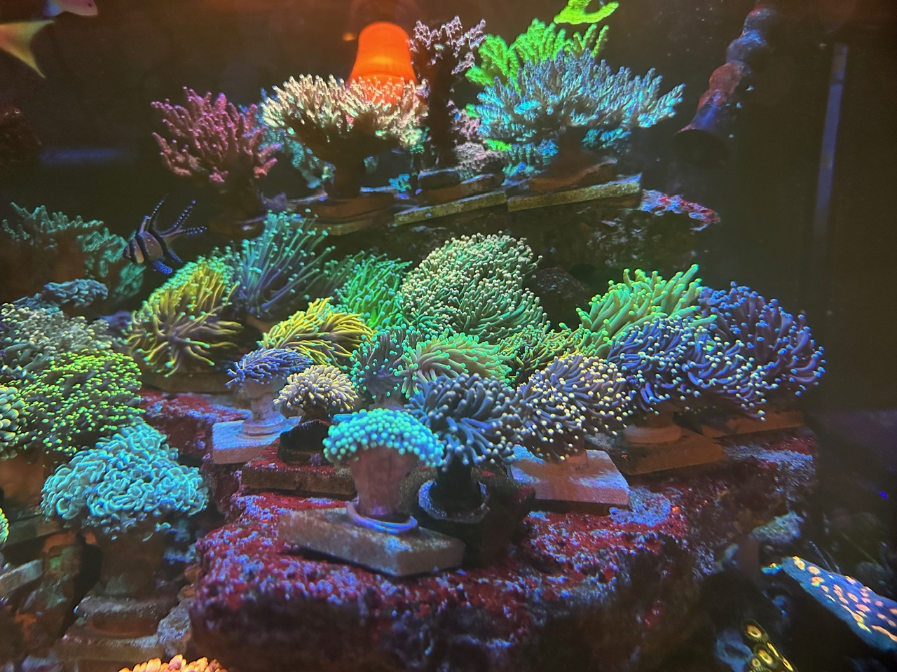 color_pop_up_corals_orphek_LED_Lighting_solutions