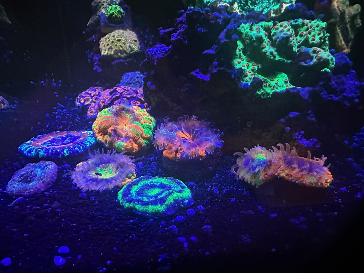 coral_fluorescence_under_Atlantik_iCon_Spectrum