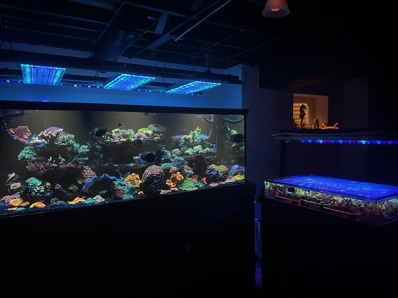 coral_reef_tank_ans_frag_tank_under_Orphek_LED-Solutions