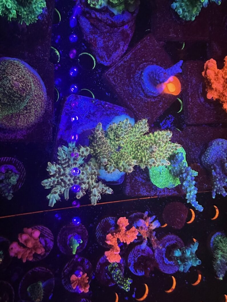 frag_tank_under_Orphek_LED_solutions