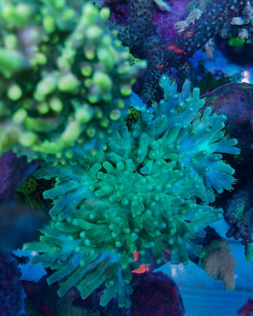 green_coral_pop_up_color_OR4-LED-Bar_Atalntik_iCon-Reef_Led_lighting