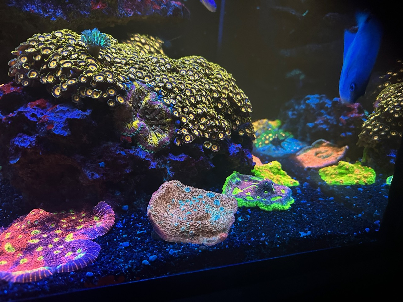 mushroom-coral-orphek-aquarium-lighting