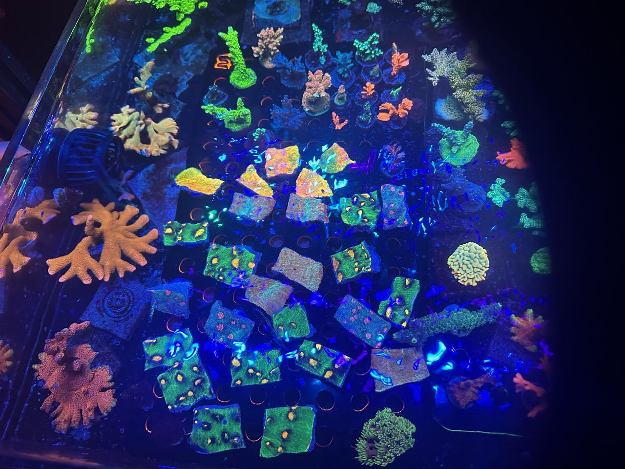 reef_coral_fragging_with_Atlantik_iCon