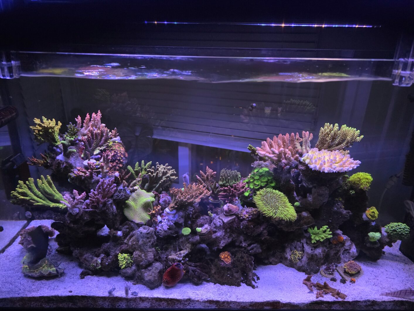 Aquascape_Korean_aquarium_Natura_iCon