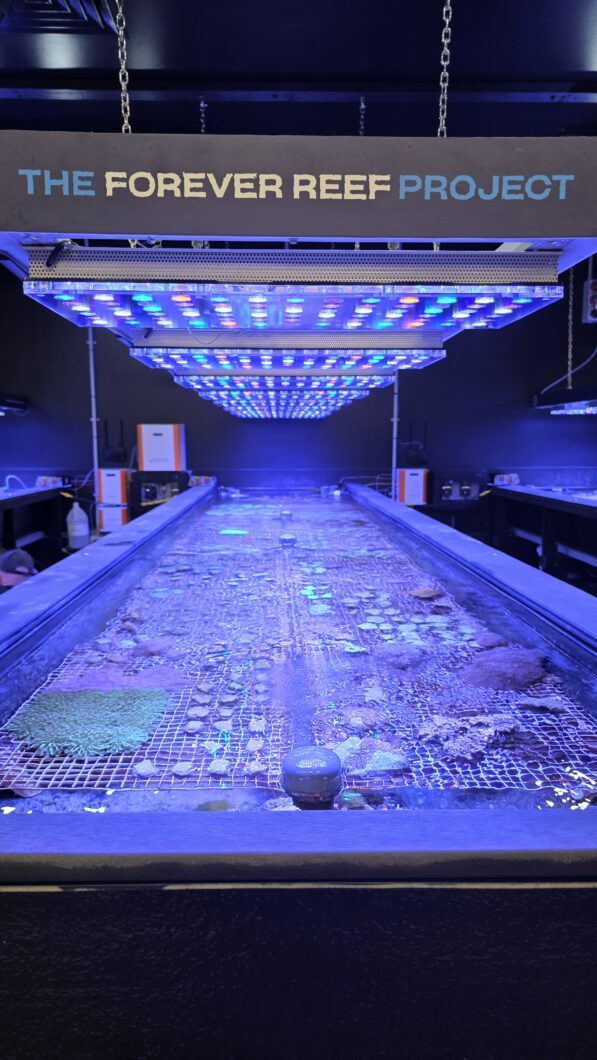 Atlantik-iCon-units_over-corals-The_forever-reef-project