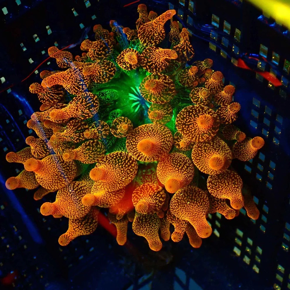 Forest-Fire-anemone-under-Natura-iCon.