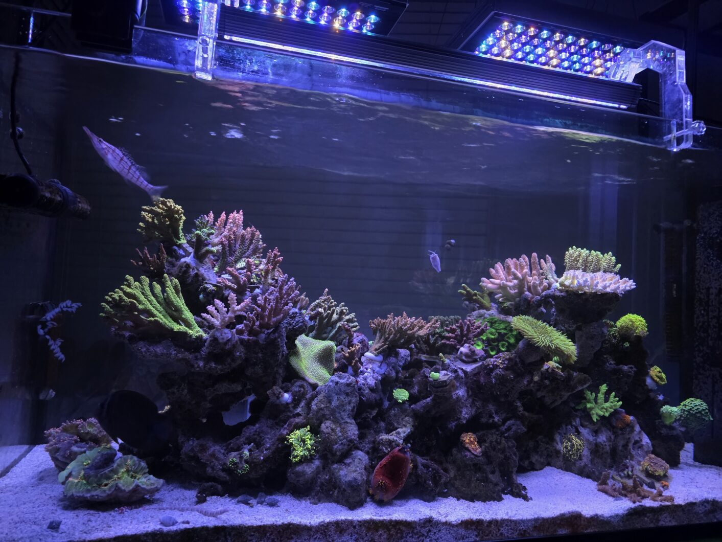Koran_Reef_aquarium_sps_lps_corals_natura_iCon_OR4-LED-Bar