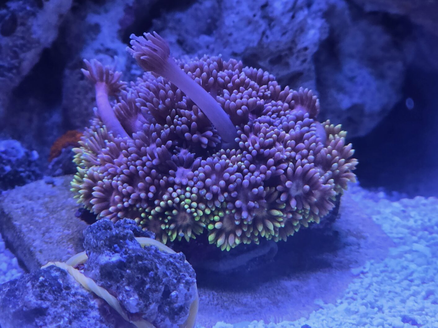 LPS_Coral_under_Natura_iCon_LED-LIght