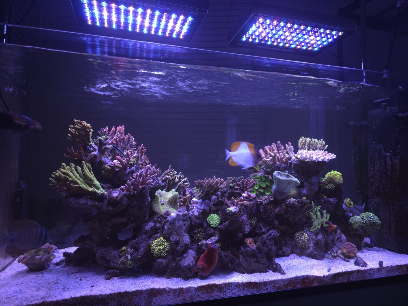 Orphek_Natura_iCon_LED_Light_over_reef_tank_from_korea