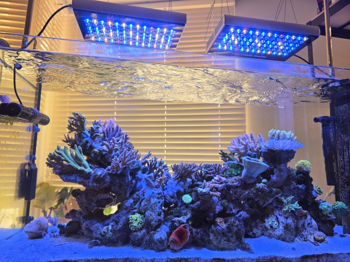 Orphek_Natura_iCon_over_Korean_coral_reef_tank_lighted