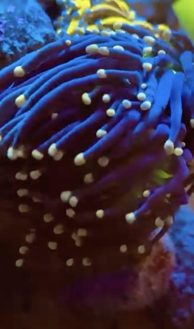 blue-noodles-corals-under-natura-icon