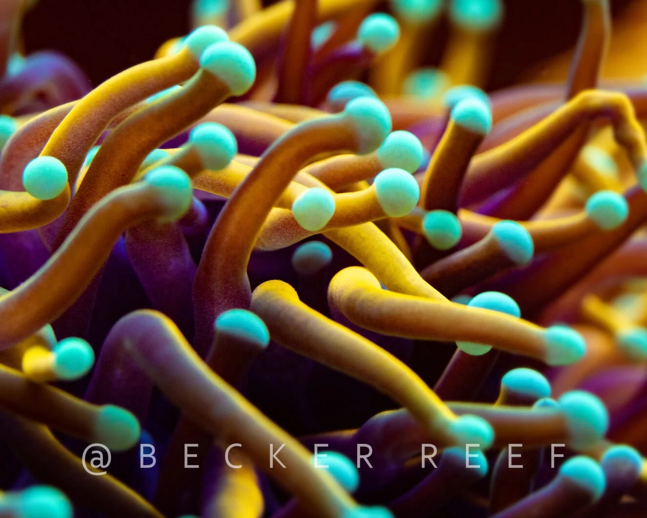 bubble-tip-anemone-green-orphek-coral-lens-kit