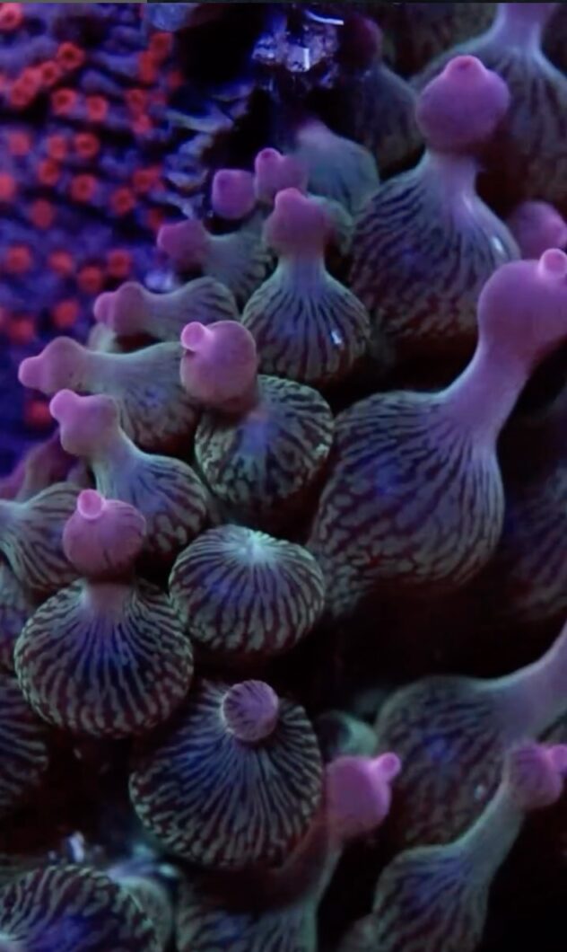 bubble-tip-corals-purple-under-natura-icon