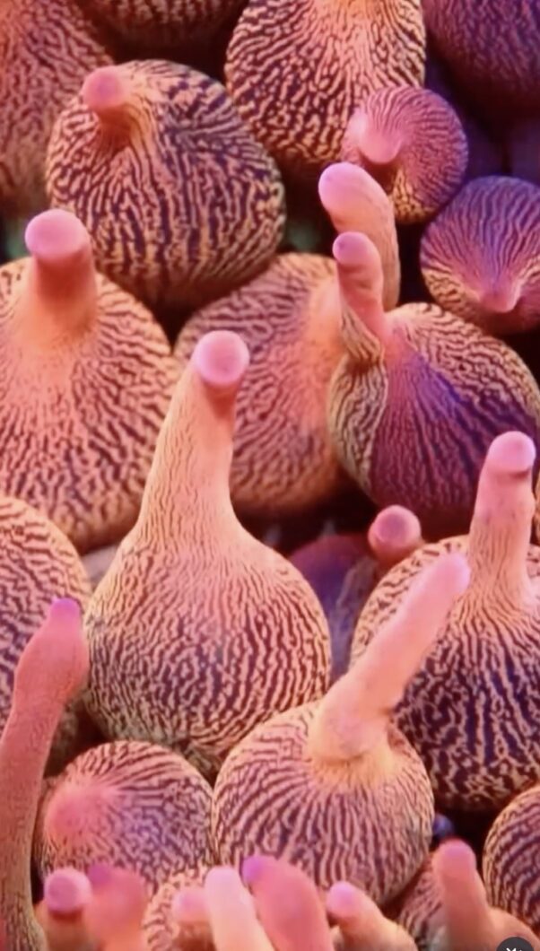 bubble-tip-soft-coral-under-natura-iCon