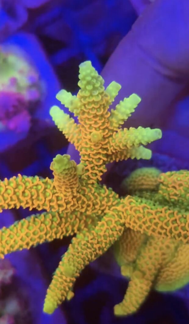 coral_farm_natura_icon_OR4_icon_led_bars